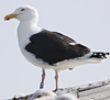 7095jp36.jpg (66909 bytes)
